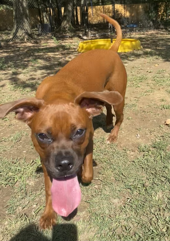 Rosie(Mia)