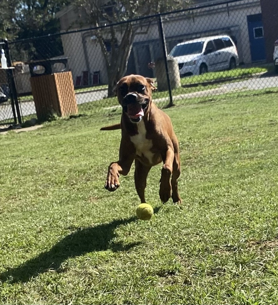 Rosie(Mia)