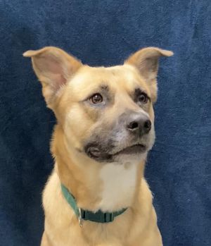 Koda