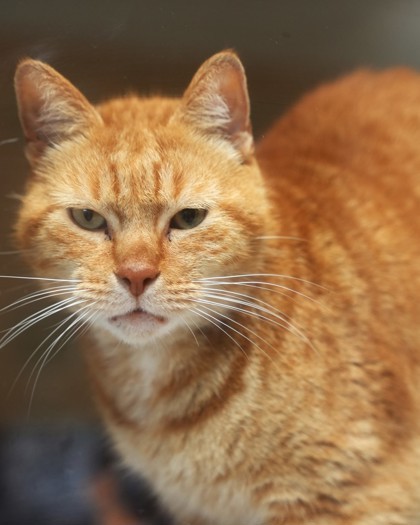 Morris Doo (Biscuit), an adoptable Domestic Short Hair in Pequot Lakes, MN, 56472 | Photo Image 1