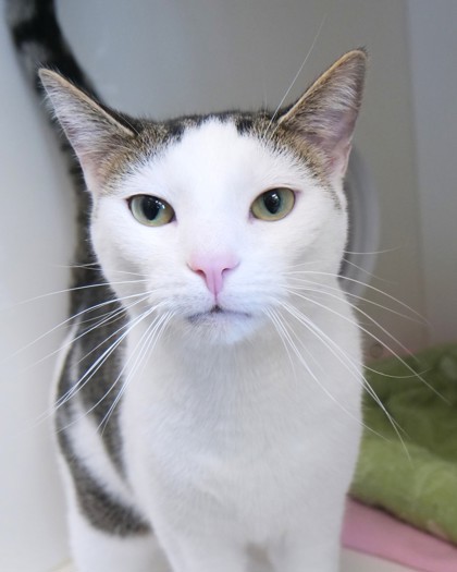 Hayden (bonded to Brookie)(at Smitten Kitten)