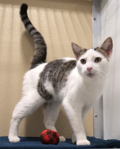 Hayden (bonded to Brookie)(at Smitten Kitten)
