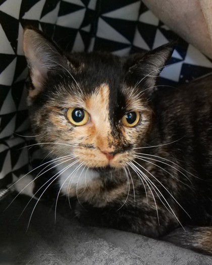 Brookie (bonded to Hayden)(at Smitten Kitten)