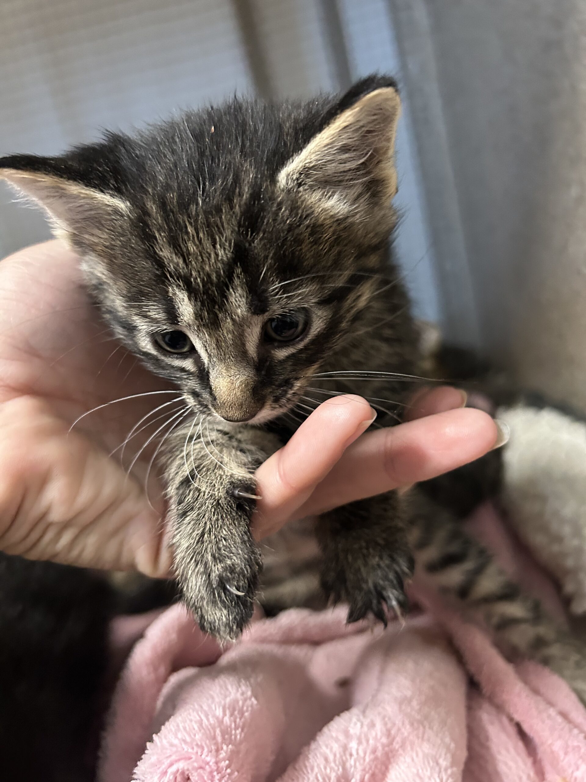 Opal, an adoptable Domestic Medium Hair in Dillon, MT, 59725 | Photo Image 1