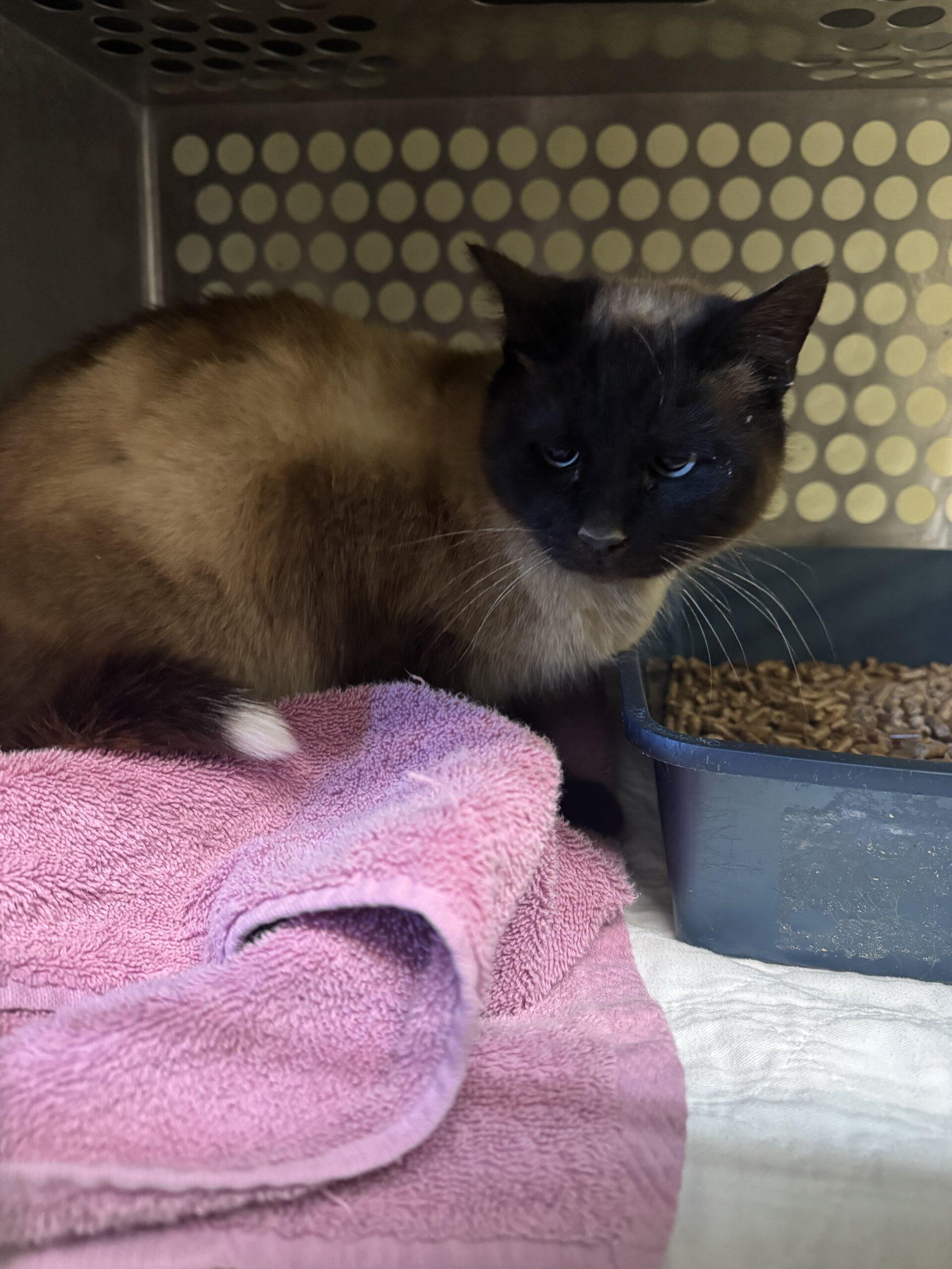 Jingle, an adoptable Domestic Short Hair in Dillon, MT, 59725 | Photo Image 1