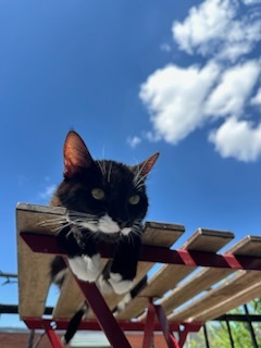 Tsuki (Trancis)