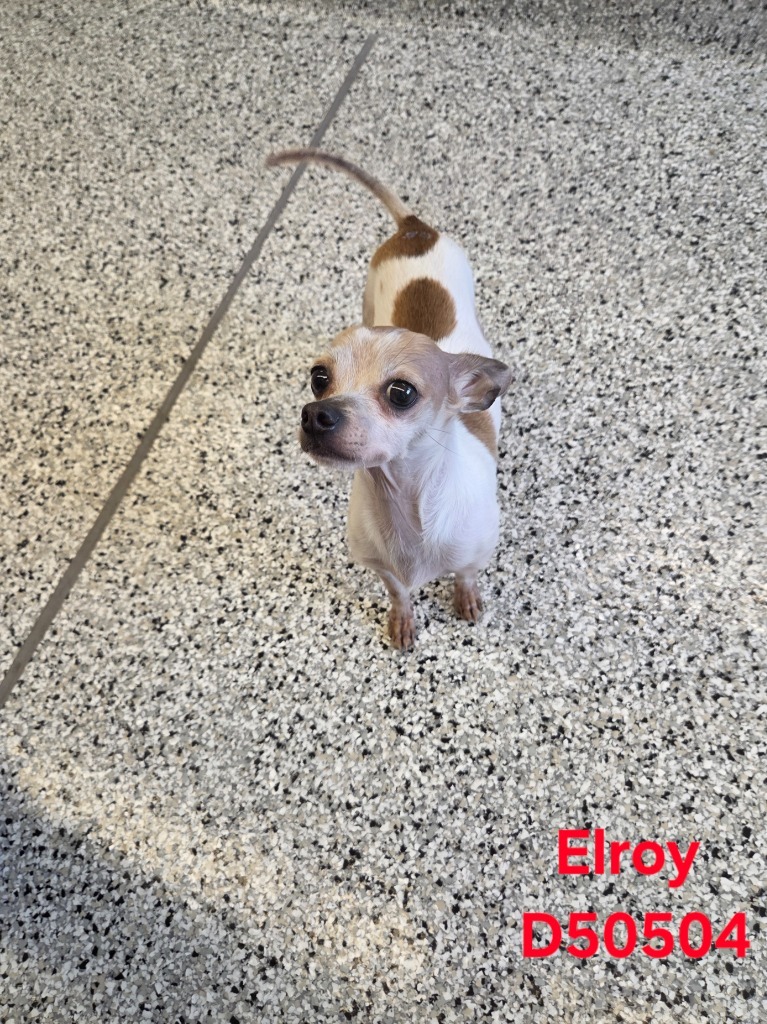 Elroy