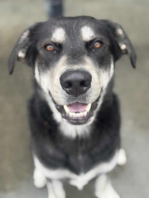 Arlo