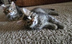 Naz - Pending Adoption / Ned - Pending Adoption