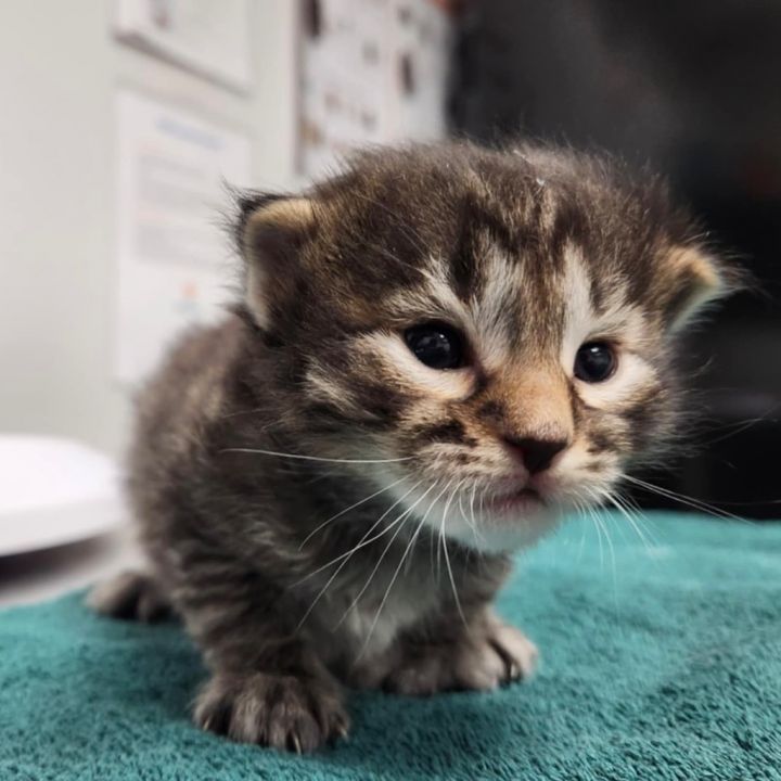 Naz - Pending Adoption / Ned - Pending Adoption 2