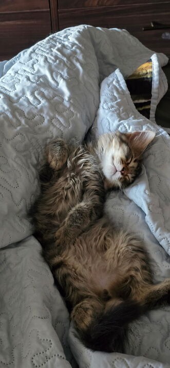 Naz - Pending Adoption / Ned - Pending Adoption 3