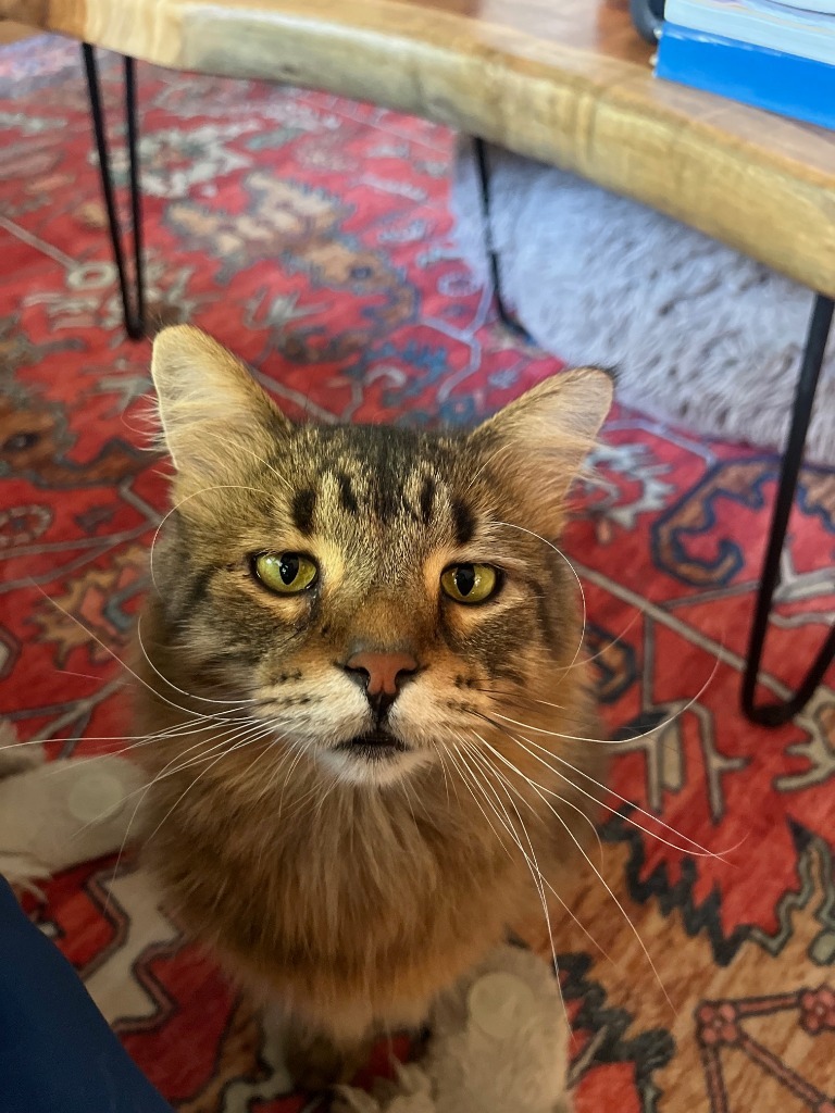 Simba