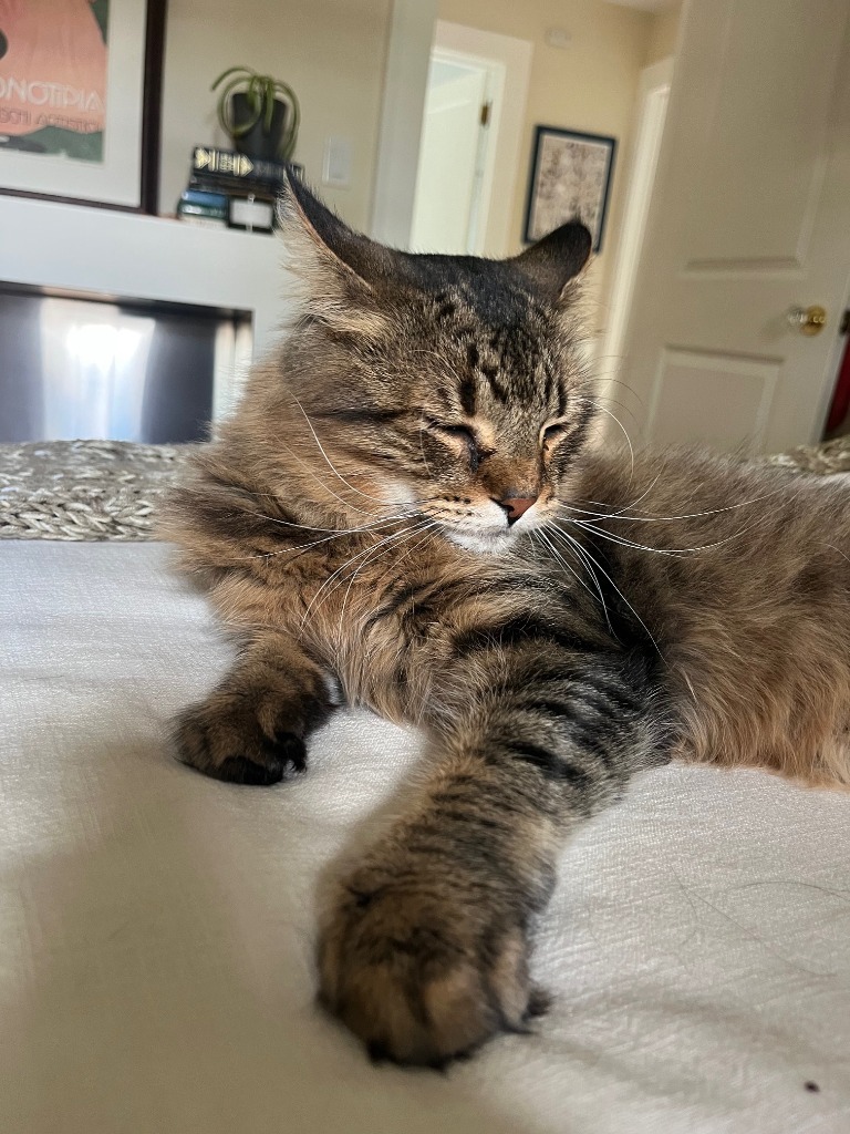 Simba