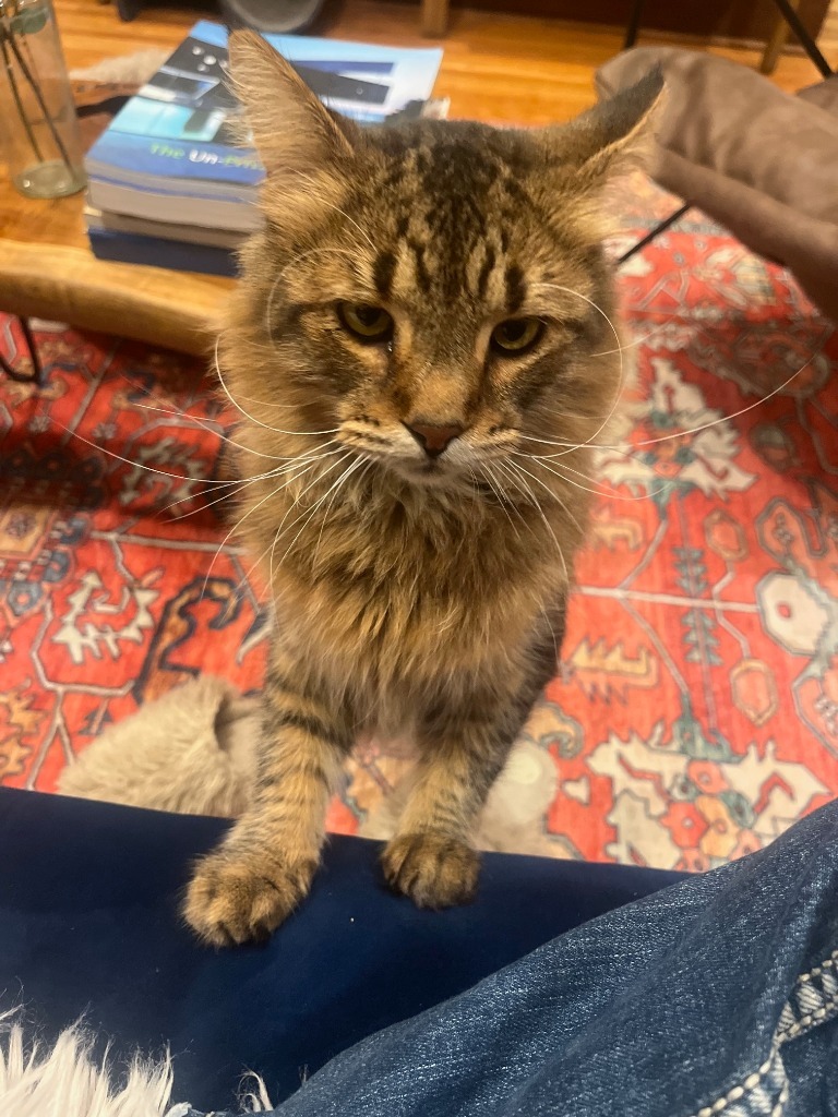 Simba