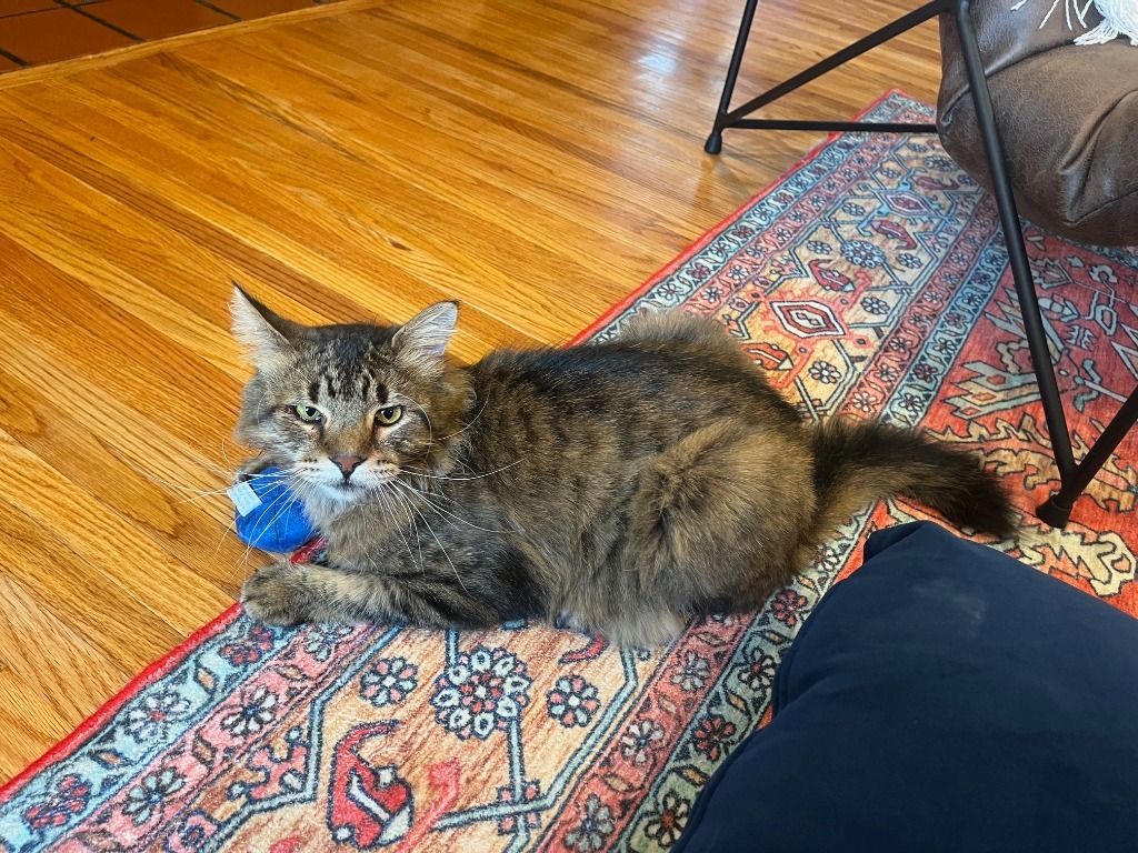 Simba