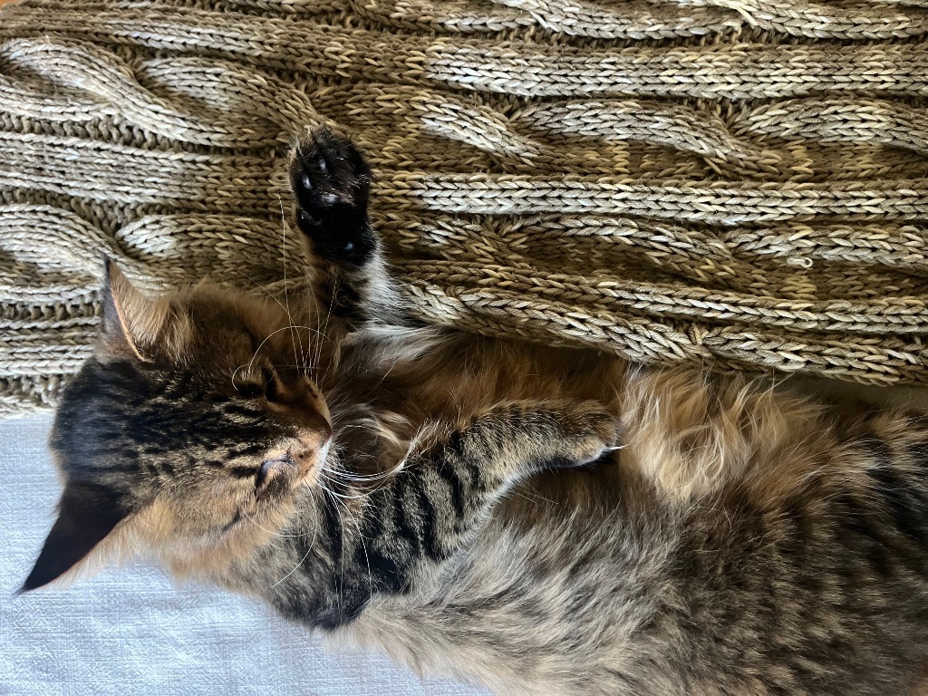 Simba