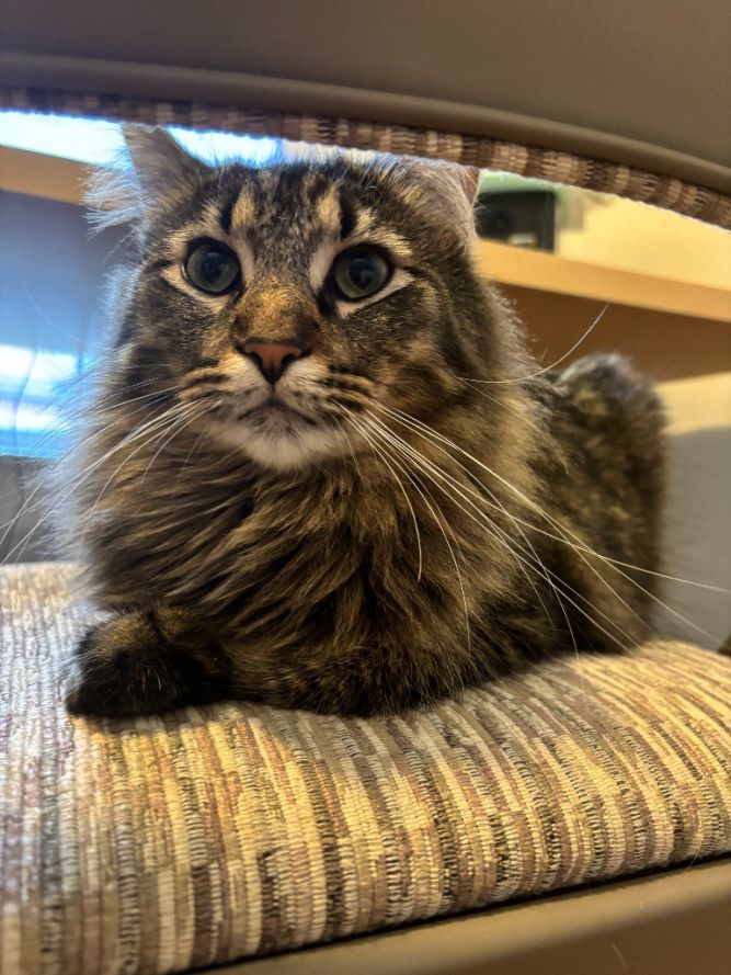 Lawrence--pending adoption / Lou--pending adoption