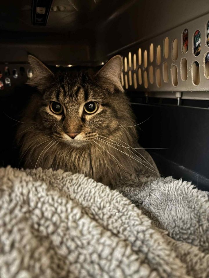 Lawrence--pending adoption / Lou--pending adoption 2