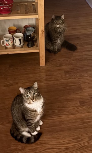 Lawrence--pending adoption / Lou--pending adoption 3