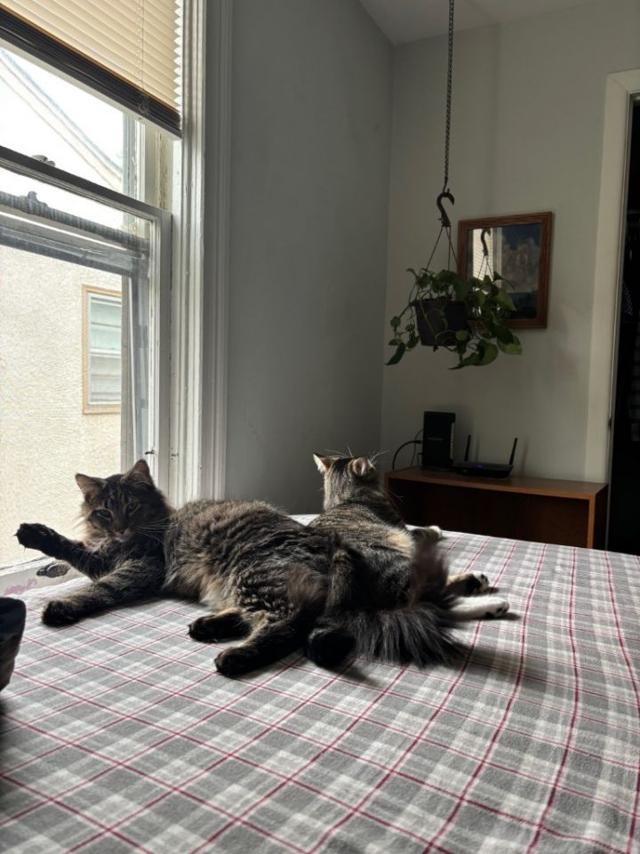 Lawrence--pending adoption / Lou--pending adoption 4