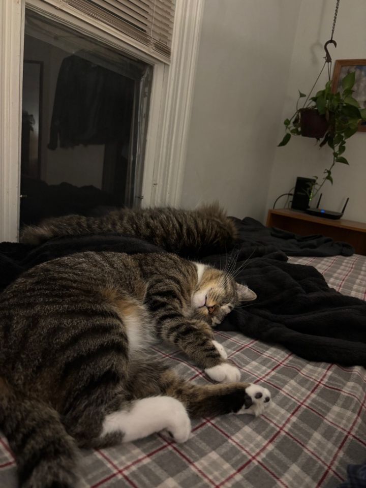 Lawrence--pending adoption / Lou--pending adoption 5