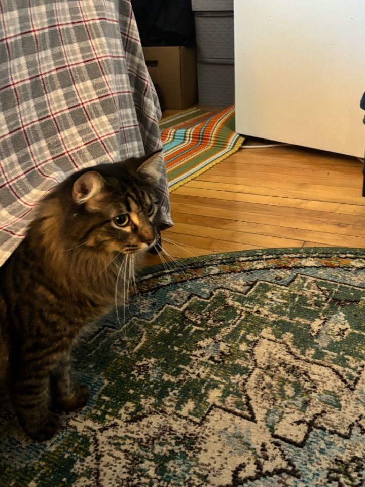 Lawrence--pending adoption / Lou--pending adoption 6