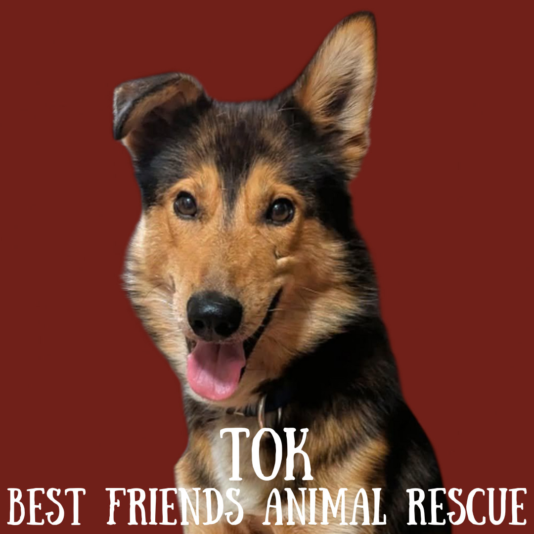 Tok, an adoptable Husky in Wasilla, AK, 99654 | Photo Image 1