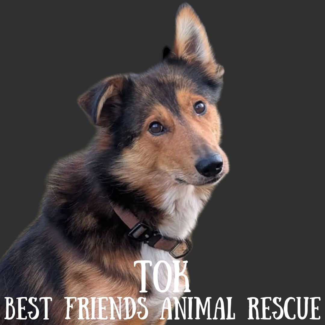 Tok, an adoptable Husky in Wasilla, AK, 99654 | Photo Image 2