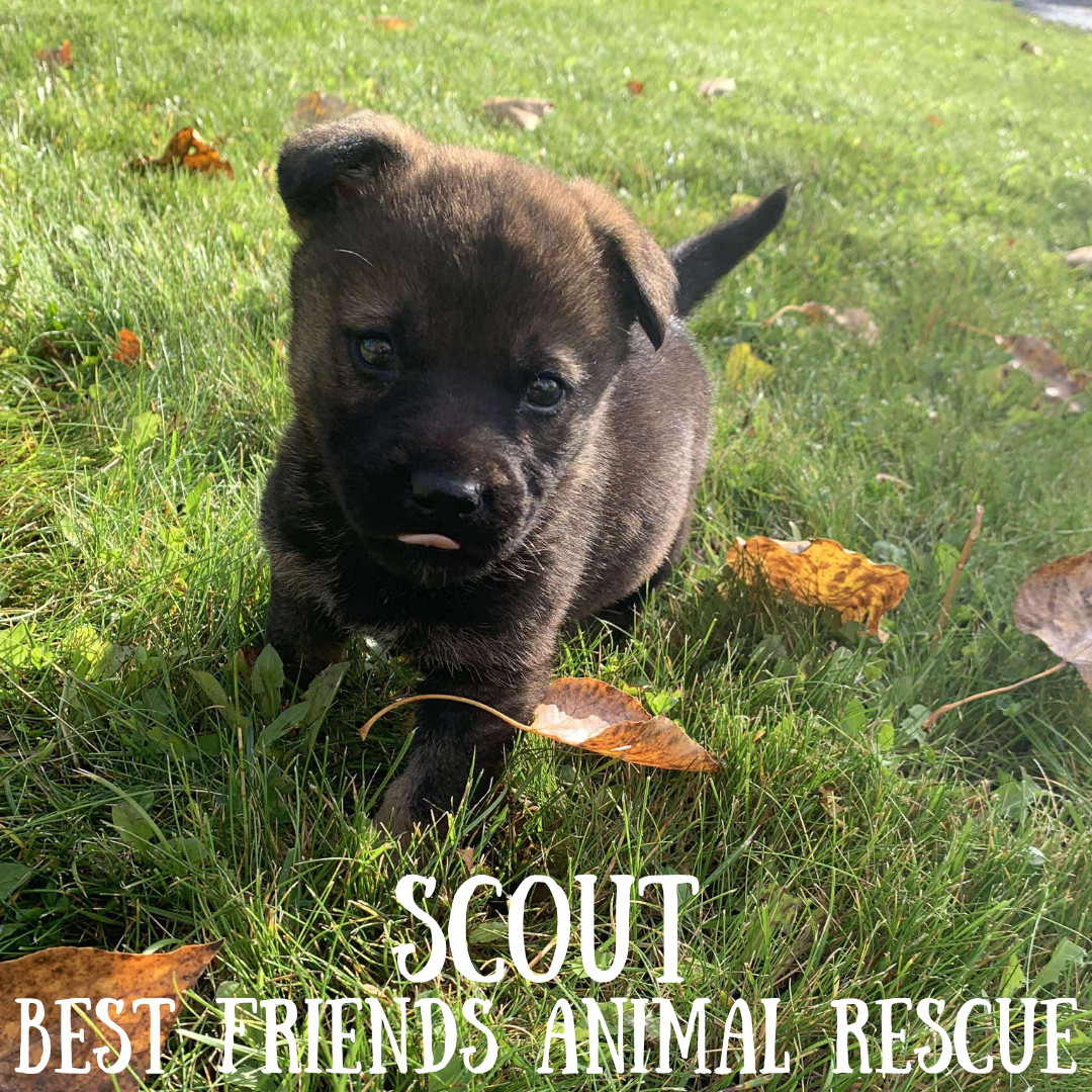 Scout