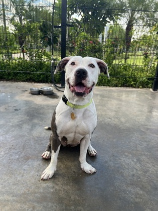 Pretty Girl, an adoptable Pit Bull Terrier, Mixed Breed in Honolulu, HI, 96826 | Photo Image 1