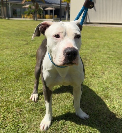 Pretty Girl, an adoptable Pit Bull Terrier, Mixed Breed in Honolulu, HI, 96826 | Photo Image 2
