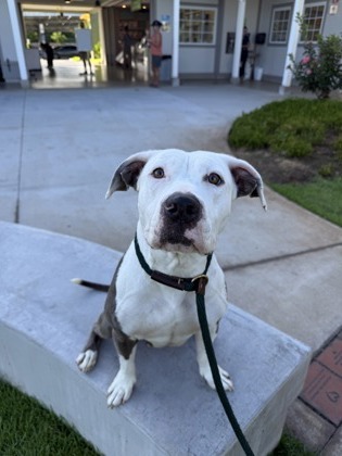 Pretty Girl, an adoptable Pit Bull Terrier, Mixed Breed in Honolulu, HI, 96826 | Photo Image 3