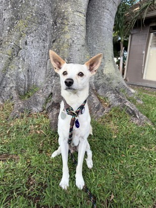 Jackson, an adoptable Chihuahua, Mixed Breed in Honolulu, HI, 96826 | Photo Image 1