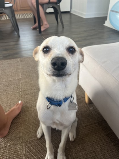 Jackson, an adoptable Chihuahua, Mixed Breed in Honolulu, HI, 96826 | Photo Image 2