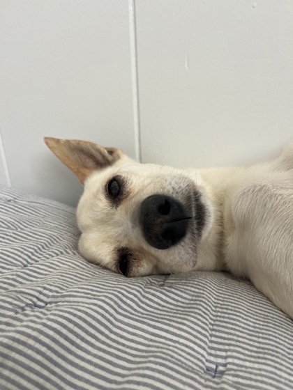 Jackson, an adoptable Chihuahua, Mixed Breed in Honolulu, HI, 96826 | Photo Image 3