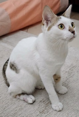 Bondoq