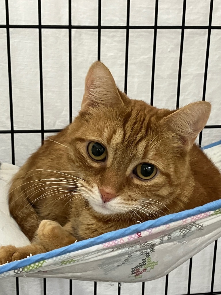 Cheddar