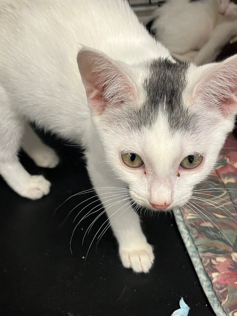 Olaf