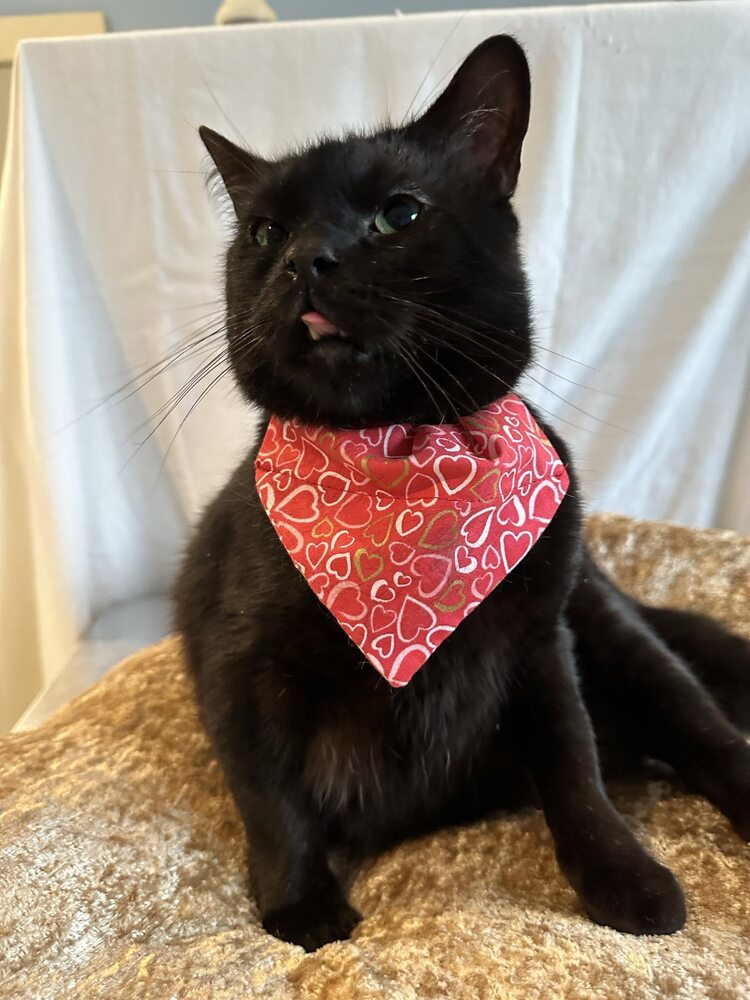 Ducky, an adoptable Domestic Short Hair in Trenton, ME, 04605 | Photo Image 1