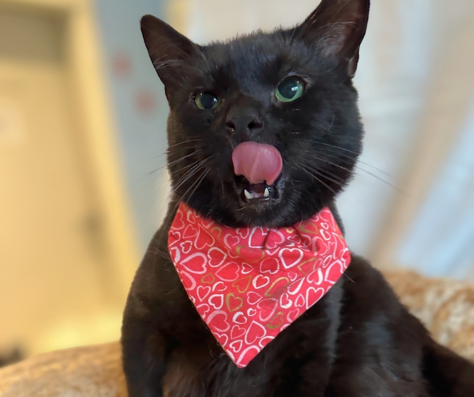 Ducky, an adoptable Domestic Short Hair in Trenton, ME, 04605 | Photo Image 2