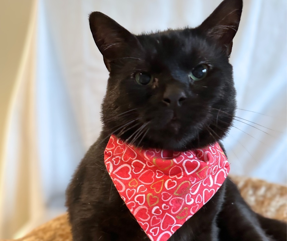 Ducky, an adoptable Domestic Short Hair in Trenton, ME, 04605 | Photo Image 3