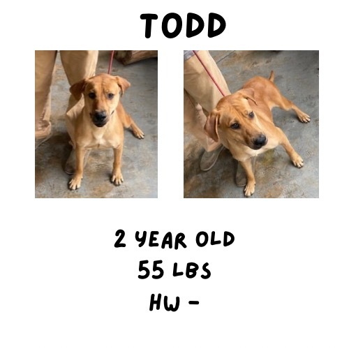 Todd