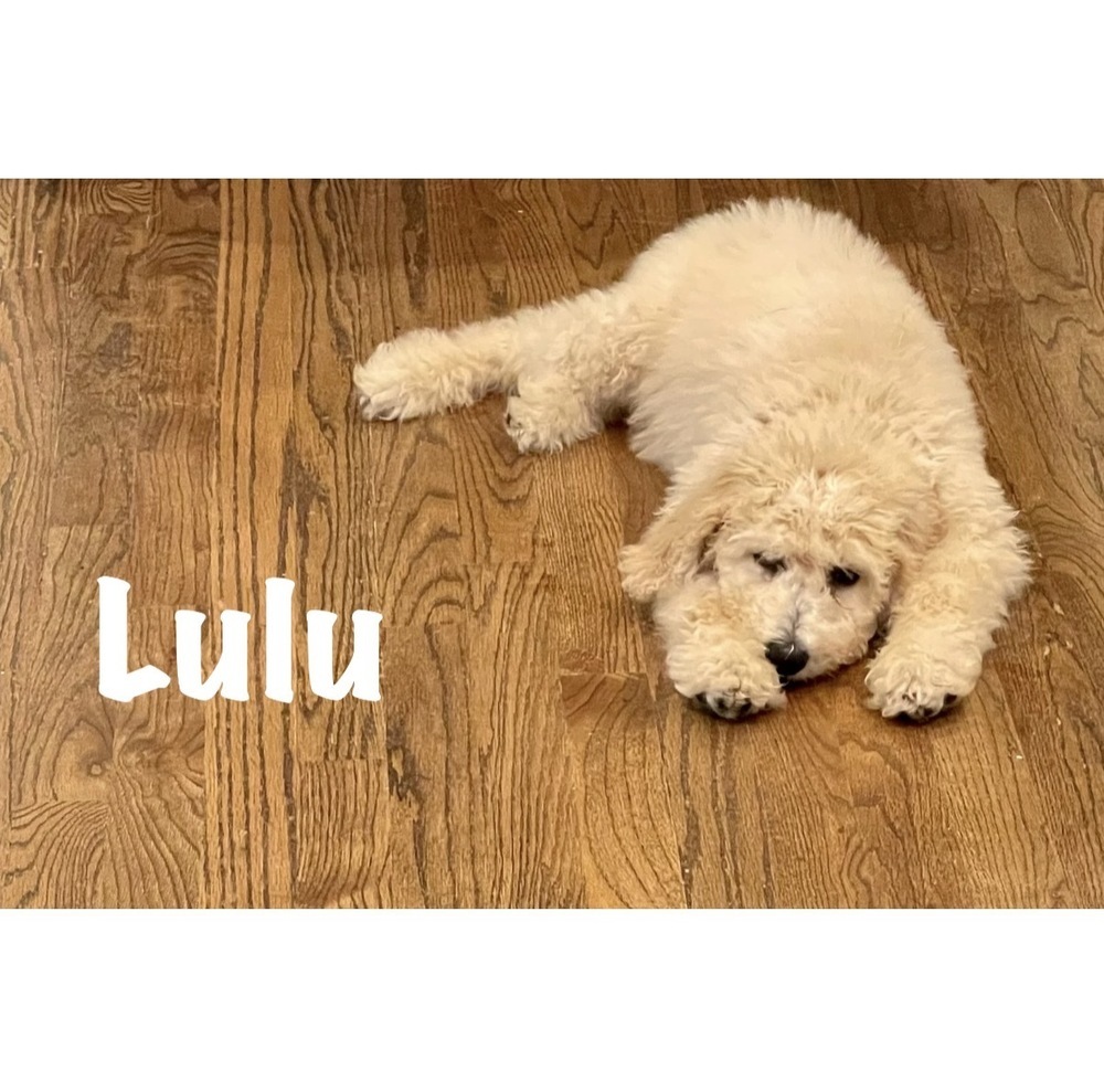 Lulu