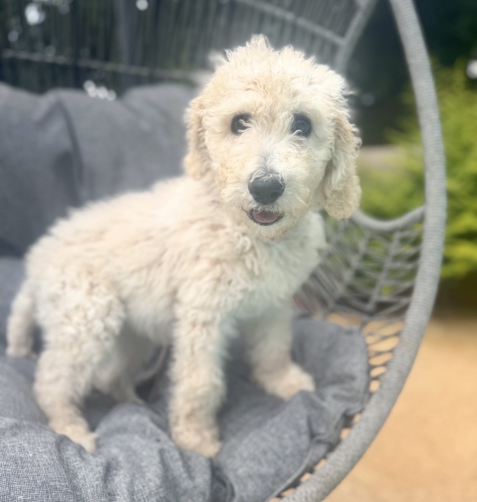 Lulu