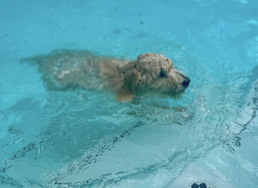 Lulu