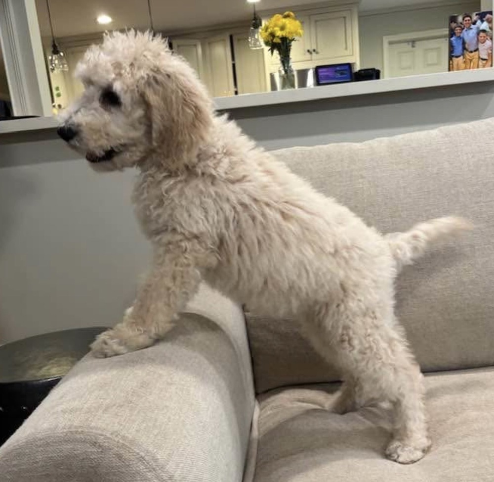 Lulu
