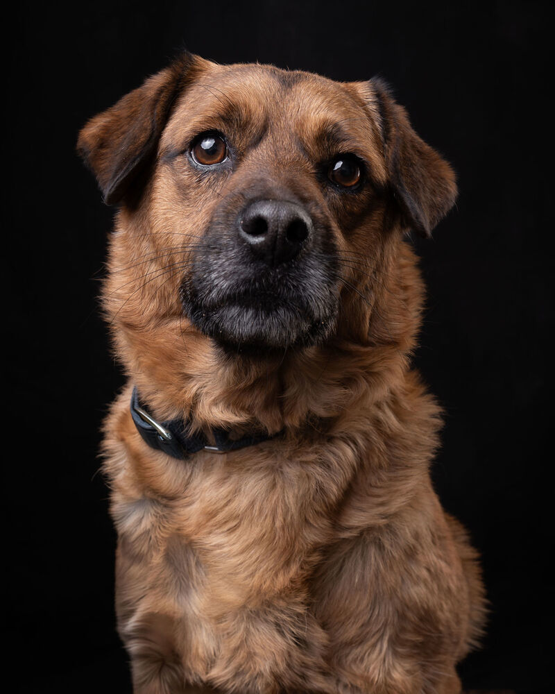 CHIP, an adoptable Black Mouth Cur, Labrador Retriever in Langley, BC, V2Y 3K1 | Photo Image 1