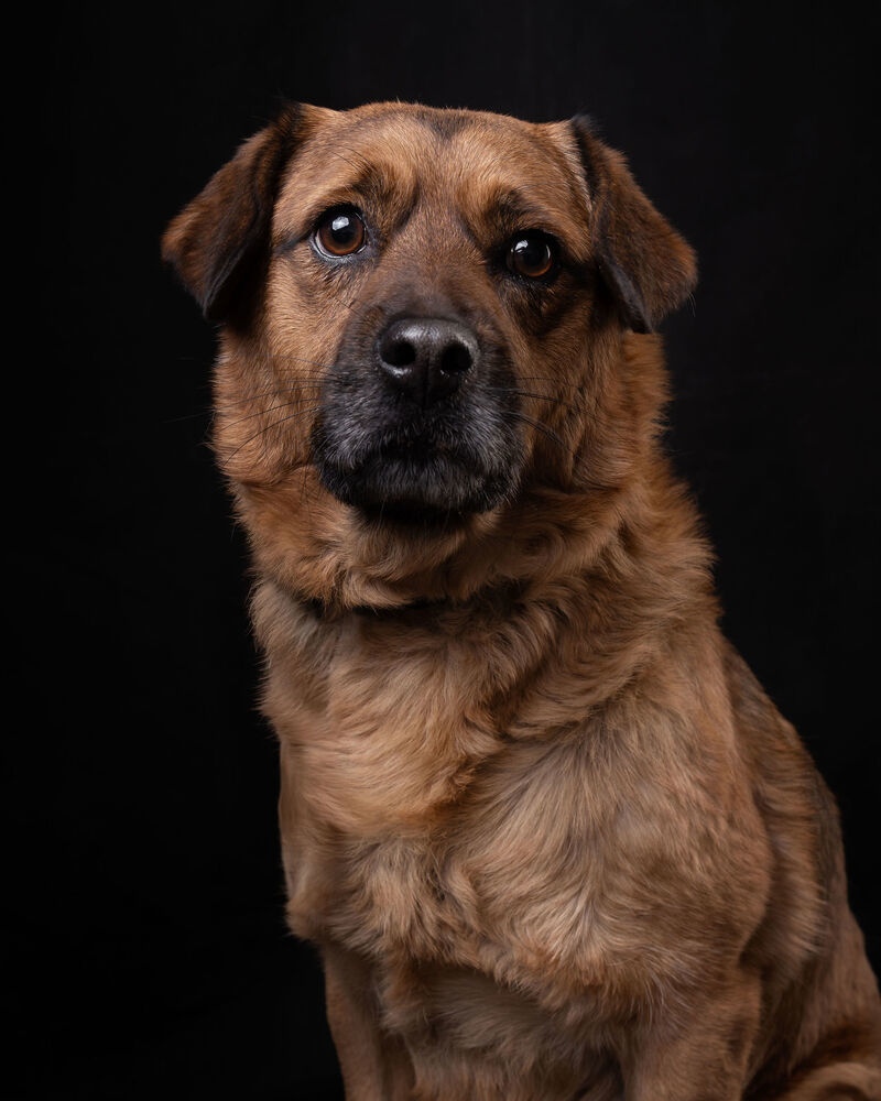 CHIP, an adoptable Black Mouth Cur, Labrador Retriever in Langley, BC, V2Y 3K1 | Photo Image 2