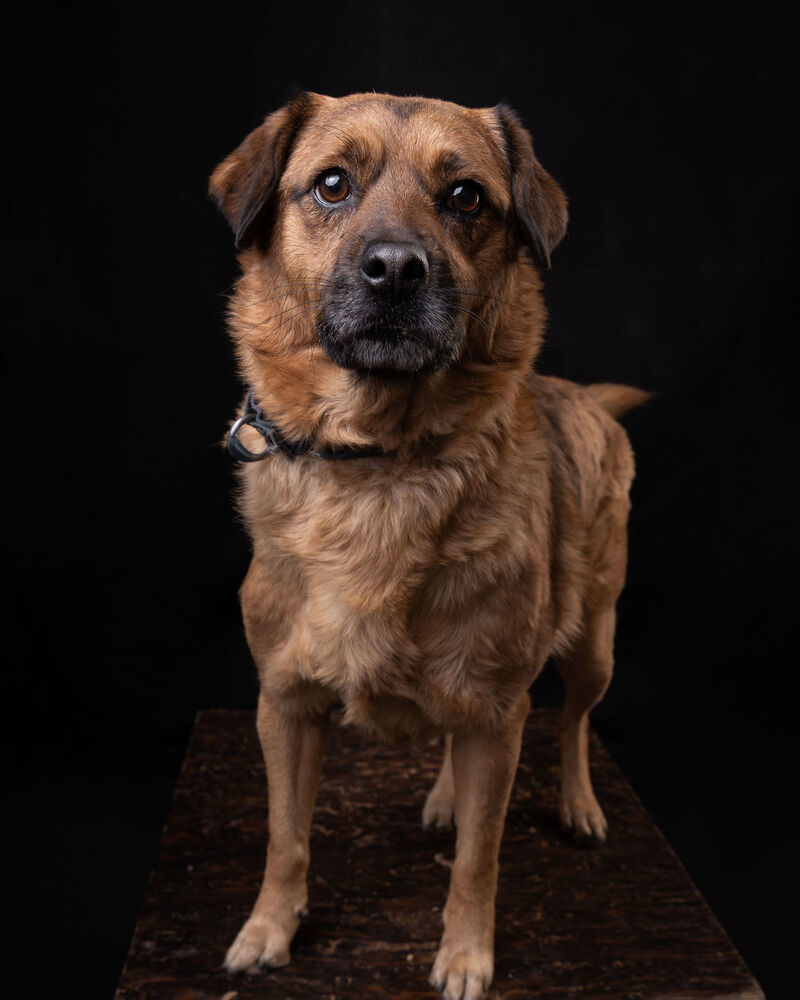 CHIP, an adoptable Black Mouth Cur, Labrador Retriever in Langley, BC, V2Y 3K1 | Photo Image 3