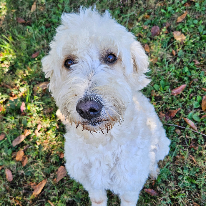 Gasparilla "Gaspy" Anne, an adoptable Goldendoodle in Louisville, KY, 40206 | Photo Image 1